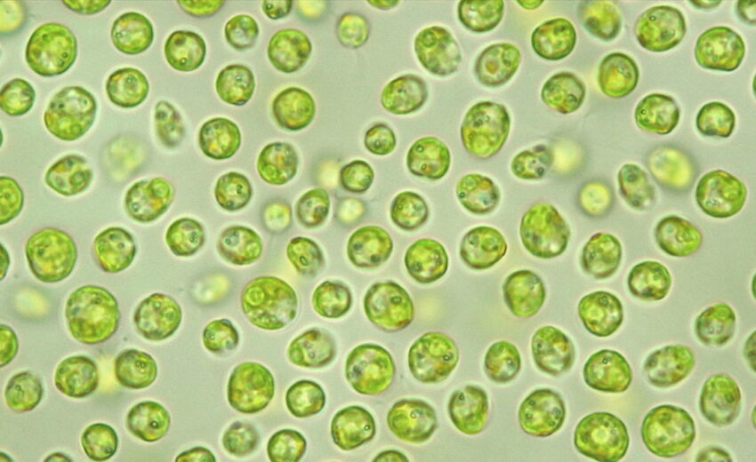 Algae and Climate Change – Carbon Dioxide Sequestration