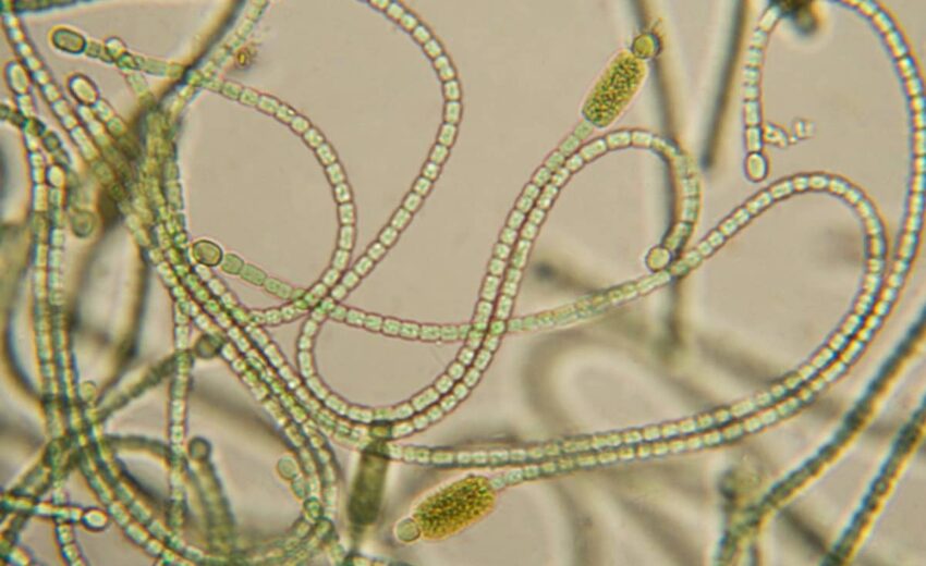 Cyanobacteria: The unsung hero’s of desert soils